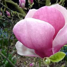 Attēlu rezultāti vaicājumam “Magnolia x soulangeana”