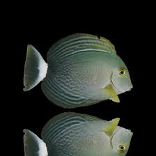 Image result for Acanthurus xanthopterus