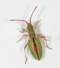 Attēlu rezultāti vaicājumam “Myrmus miriformis”