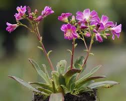 Image result for Bitterwurz