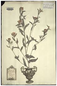 Attēlu rezultāti vaicājumam “Centaurea phrygia bud”