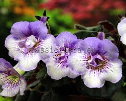 Image result for Sinningia