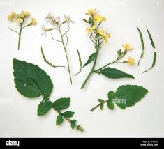 Attēlu rezultāti vaicājumam “Raphanus raphanistrum flower”