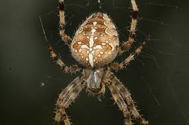 Attēlu rezultāti vaicājumam “Araneus diadematus female”