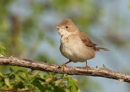 Attēlu rezultāti vaicājumam “Sylvia communis”