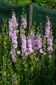 Image result for Delphinium consolida