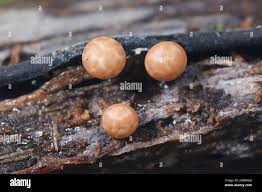 Attēlu rezultāti vaicājumam “Diderma simplex macro”