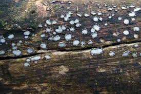 Attēlu rezultāti vaicājumam “Propolis farinosa”