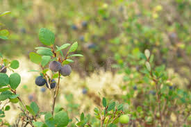 Attēlu rezultāti vaicājumam “Vaccinium uliginosum fruit”