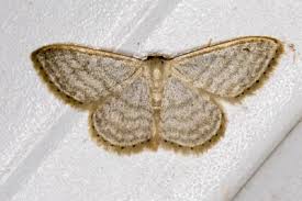 Attēlu rezultāti vaicājumam “Idaea sylvestraria”