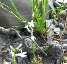 Attēlu rezultāti vaicājumam “Lobelia dortmanna bud”