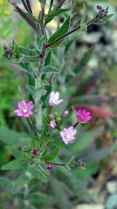 Attēlu rezultāti vaicājumam “Epilobium parviflorum”