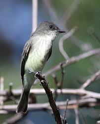 Image result for Sayornis phoebe