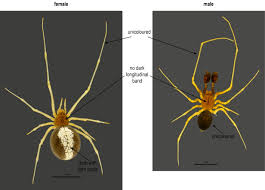 Attēlu rezultāti vaicājumam “Neottiura bimaculata”