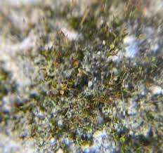 Attēlu rezultāti vaicājumam “Seligeria donniana”