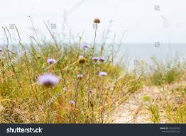 Attēlu rezultāti vaicājumam “Elytrigia repens flower”