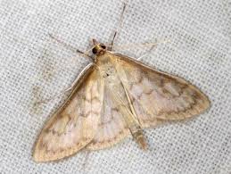 Attēlu rezultāti vaicājumam “Paratalanta hyalinalis”