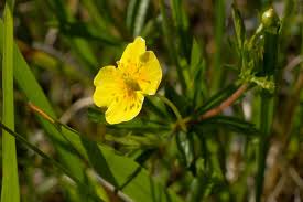 Image result for Potentilla tormentilla