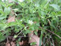 Attēlu rezultāti vaicājumam “Moehringia trinervia bud”