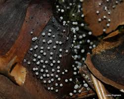 Attēlu rezultāti vaicājumam “Didymium minus”