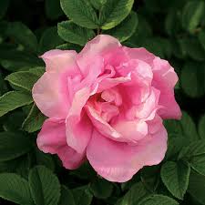 Attēlu rezultāti vaicājumam “xComagaria rosea”