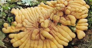 Attēlu rezultāti vaicājumam “Hygrohypnum luridum sporophyte”