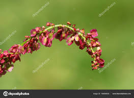 Attēlu rezultāti vaicājumam “Rumex acetosa flower”