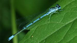 Attēlu rezultāti vaicājumam “Coenagrionidae”