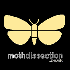 Attēlu rezultāti vaicājumam “Scardia boletella”