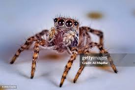 Attēlu rezultāti vaicājumam “Salticus sp.”