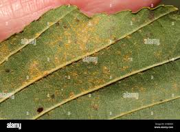 Attēlu rezultāti vaicājumam “Melampsoridium sp.”