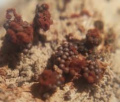 Attēlu rezultāti vaicājumam “Lycogala irregulare young”