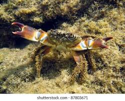 Image result for Eriphia verrucosa