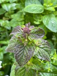 Attēlu rezultāti vaicājumam “Mentha aquatica leaf”