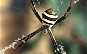 Image result for st andrews cross spider