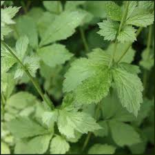 Attēlu rezultāti vaicājumam “Geum urbanum leaf”