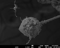 Attēlu rezultāti vaicājumam “Physarum bivalve spores”