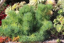 Attēlu rezultāti vaicājumam “Senecio”