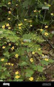 Attēlu rezultāti vaicājumam “Ranunculus lanuginosus bud”