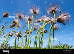 Attēlu rezultāti vaicājumam “Pulsatilla patens flower”