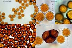 Attēlu rezultāti vaicājumam “Triphragmium ulmariae”