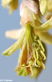 Attēlu rezultāti vaicājumam “Acer negundo female flower”
