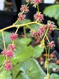Attēlu rezultāti vaicājumam “Saxifraga cymbalaria fruit”