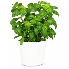 Image result for Basilikum