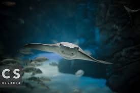 Image result for Rhinoptera bonasus