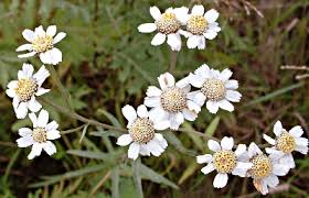 Attēlu rezultāti vaicājumam “Achillea ptarmica leaf”
