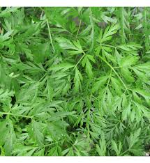 Attēlu rezultāti vaicājumam “Cenolophium denudatum leaf”