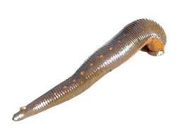 Attēlu rezultāti vaicājumam “Amaurochaete fusiformis macro”