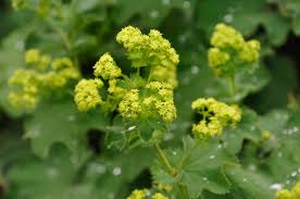 Attēlu rezultāti vaicājumam “Alchemilla vulgaris aggr. flower”
