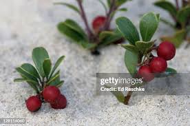 Attēlu rezultāti vaicājumam “Arctostaphylos uva-ursi fruit”